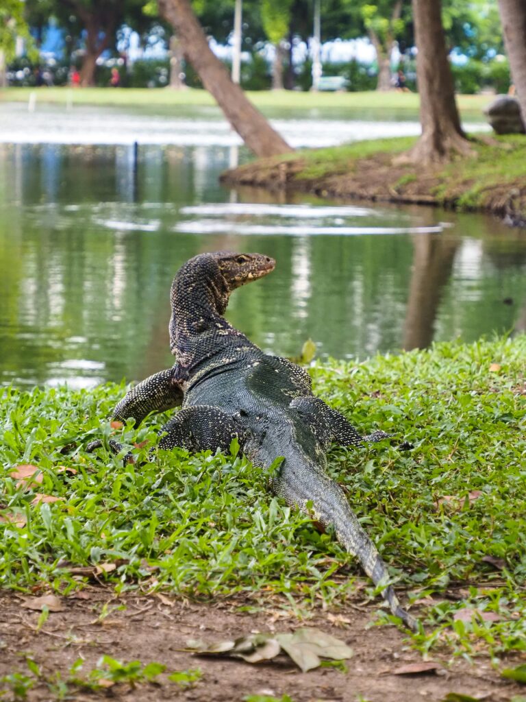 Varan d’eau se reposant sur les berges du lac au parc Lumpini, célèbre oasis verte de Bangkok.